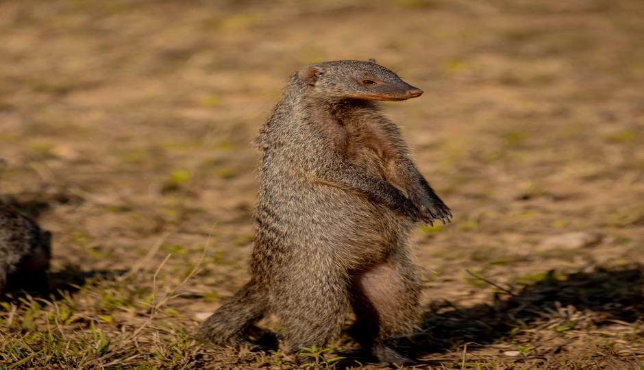 Slides Images for Arusha National Park, Tarangire, Ngorongoro Crater
