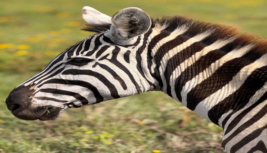 Slides Images for Wonderful Great Migration At Mara River Crossing