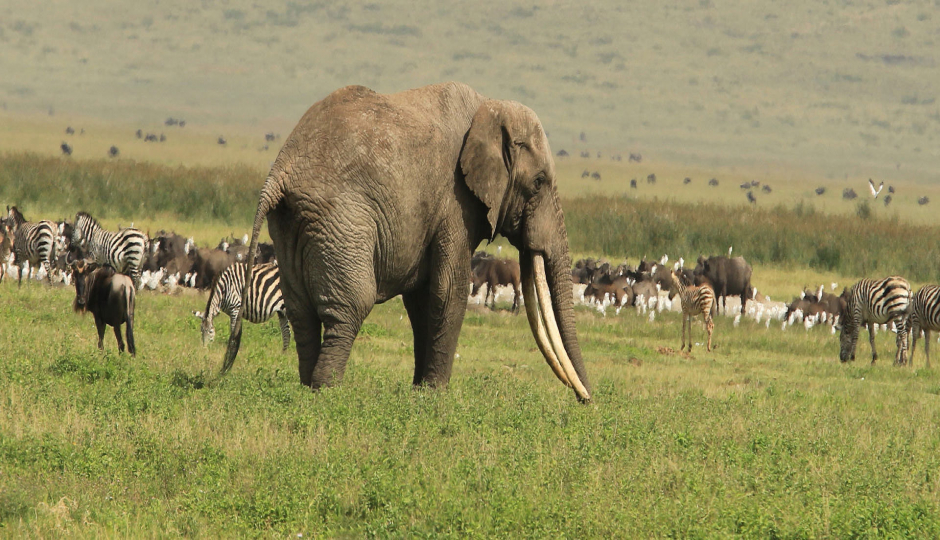 Slides Images for 6-Day Camping Group Tour With Two Nights In Serengeti