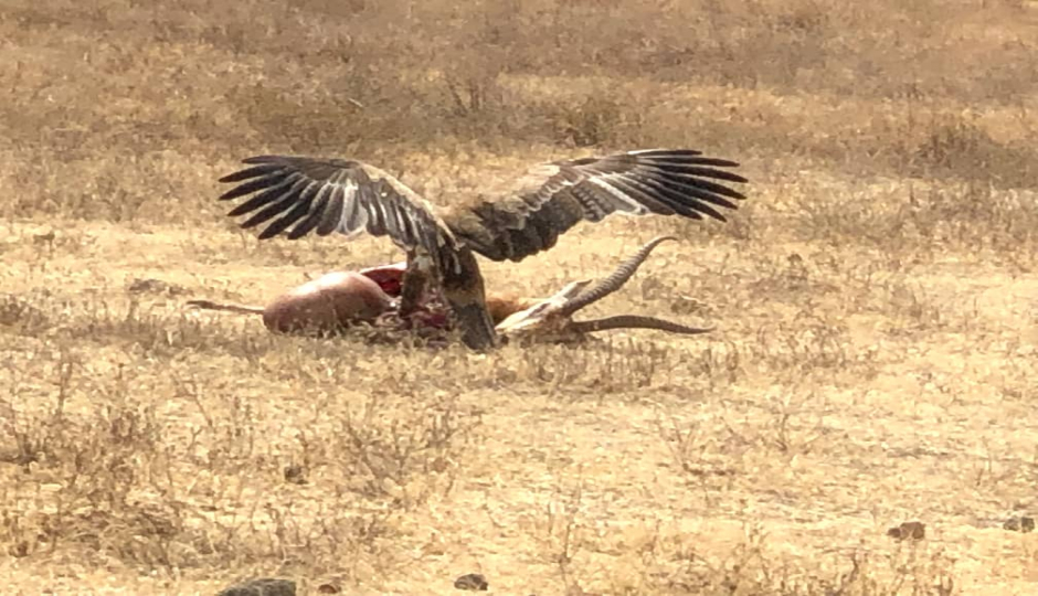 Slides Images for Tarangire National Park Excursion