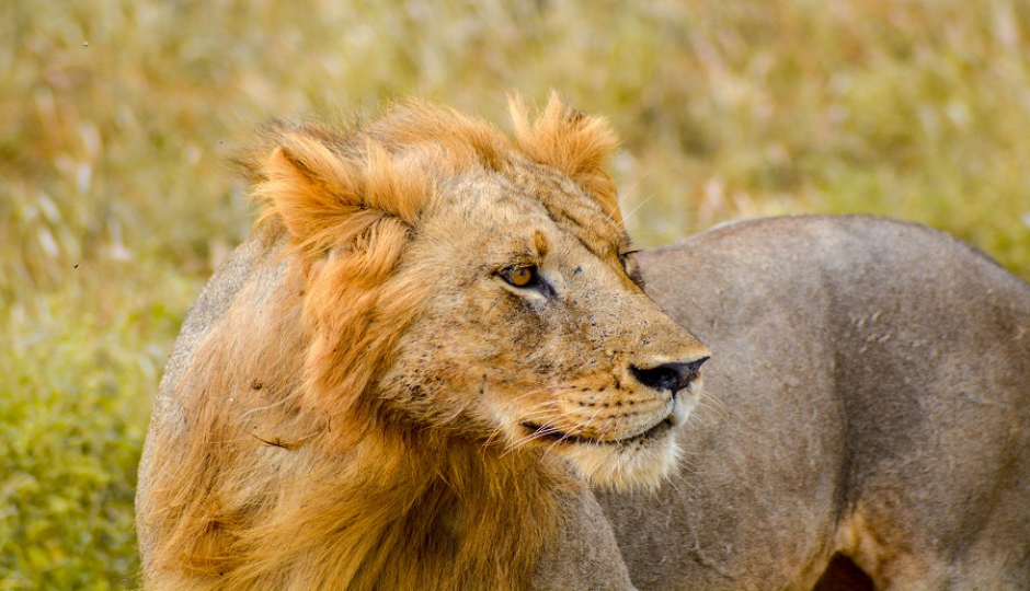 Slides Images for Day Trip Safari From Dar Es Salaam To Mikumi Via Sgr