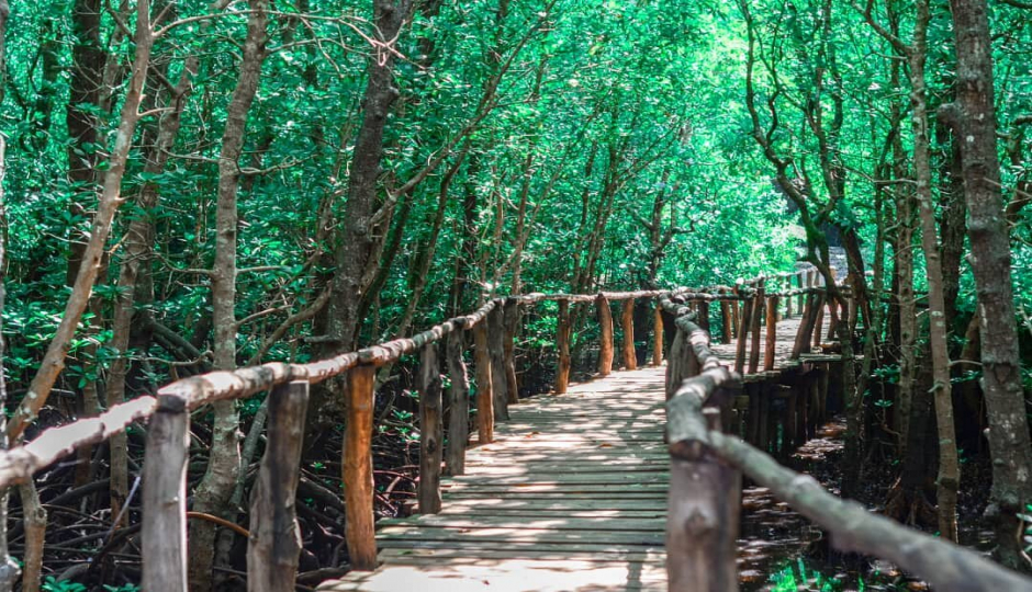 Slides Images for Jozani Forest Day Trip 2025/2026