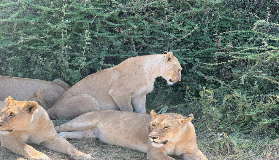 Slides Images for 3-Day Comfort Safari At Tarangire, Ngorongoro & Manyara