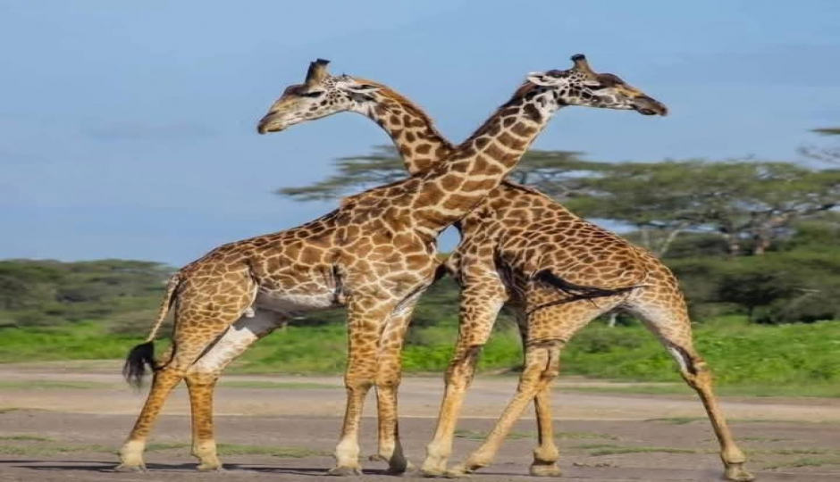 Slides Images for Great Wildebeest Migration Safari In Tanzania