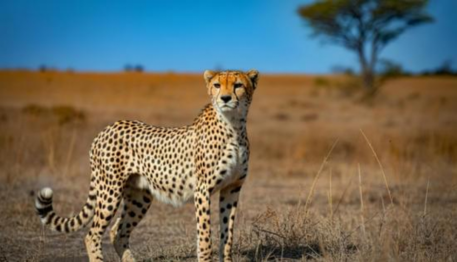 Slides Images for 7-Day Honeymoon In The Wilderness In Tanzania