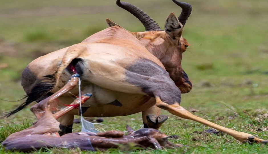 Slides Images for Ndutu Luxury Calving Season Migration Tanzania Safari