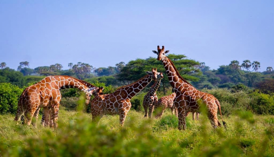 6-Day Wildlife Safari Across Kenya