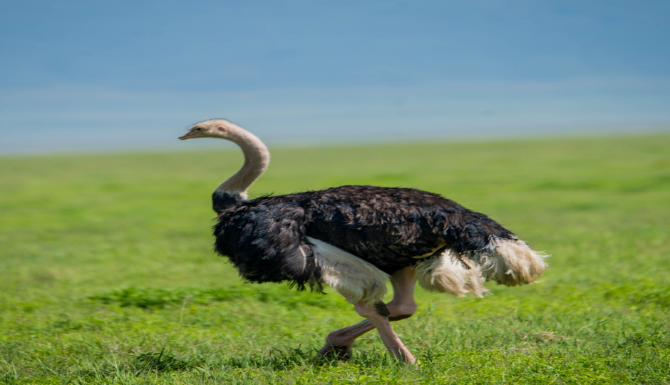 Slides Images for 2-Day Safari From Zanzibar