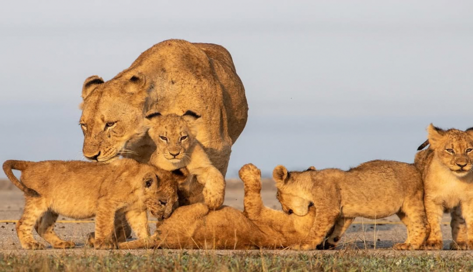 Slides Images for 3 Days Safari- Tarangire Manyara & Ngorongoro