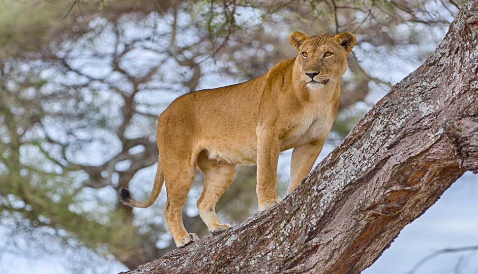 Slides Images for Tanzania 7 Days Migration Safari