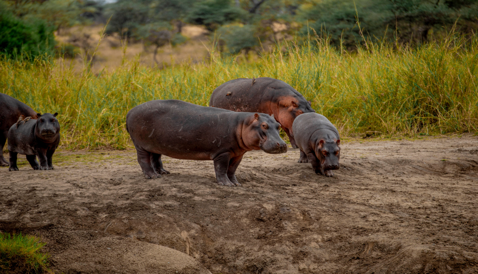 Slides Images for  Exclusive Private Safari Adventure
