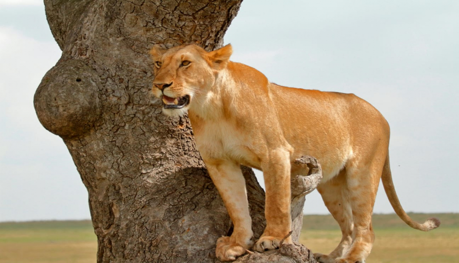 Slides Images for 5 Days / 4 Nights Masai Mara, Lake Nakuru & Lake Naivasha Safari.