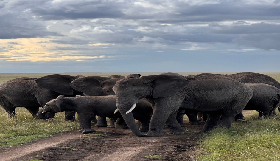 Slides Images for Wonderful Great Migration At Mara River Crossing