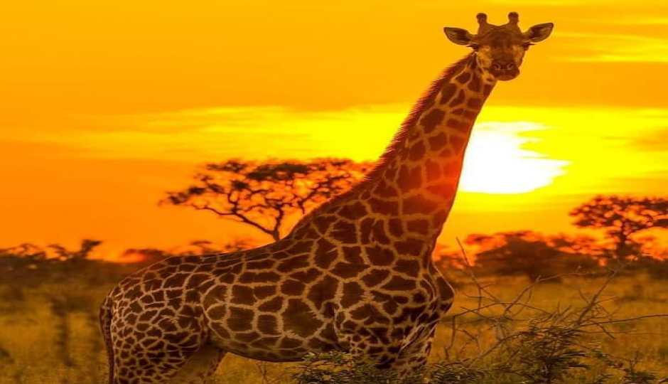 7 Day Tanzania Camping Safari
