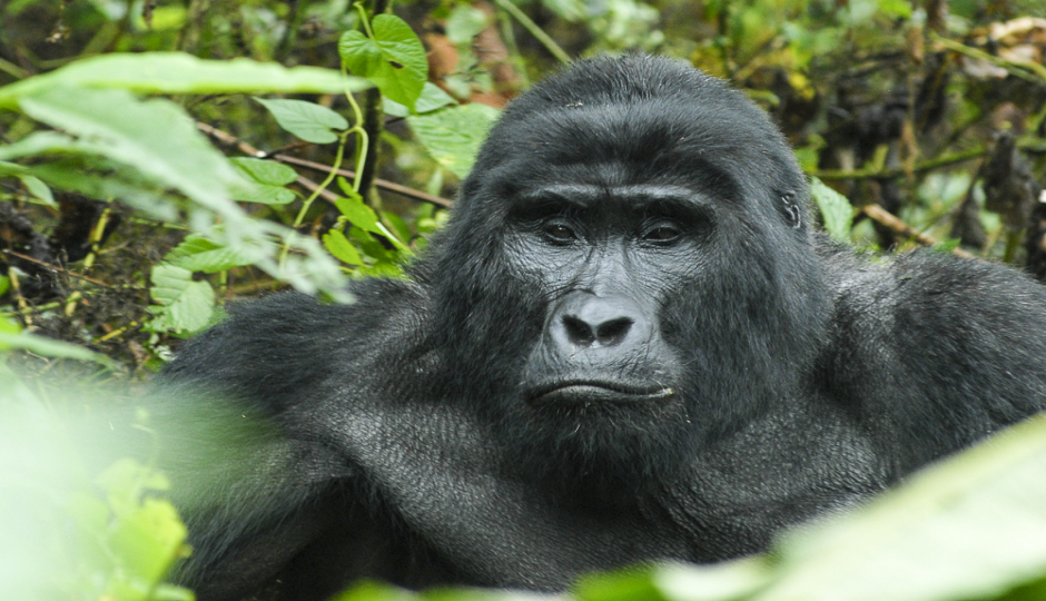 Amazing Gorilla Trekking In Uganda