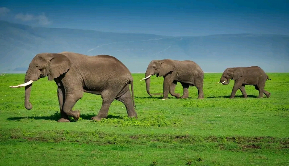 Slides Images for 5-Day Serengeti & Ngorongoro Safari: Classic Big-cat Country