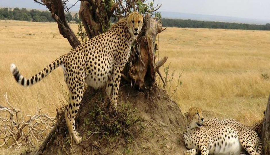 Slides Images for Tsavo National Park Adventure
