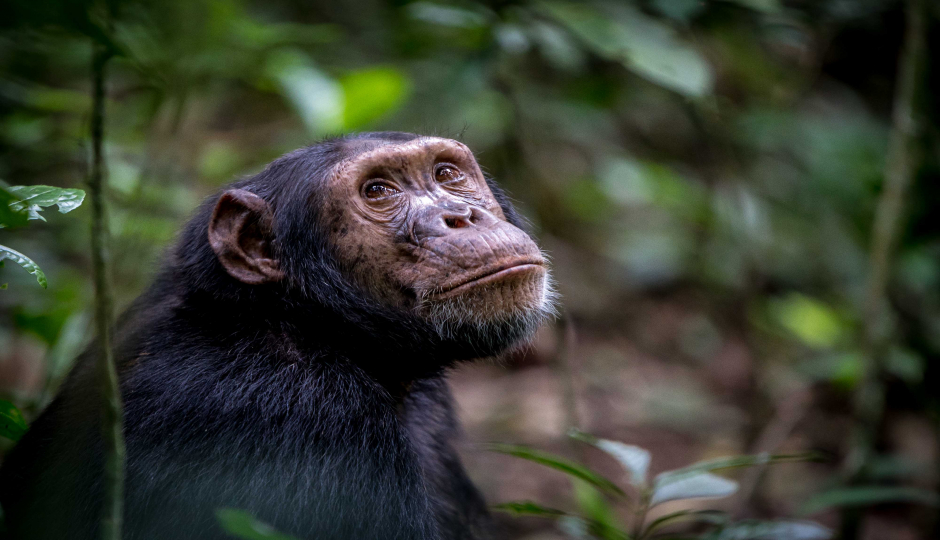 Slides Images for 9-Days Gorilla For People With Disability(deaf)