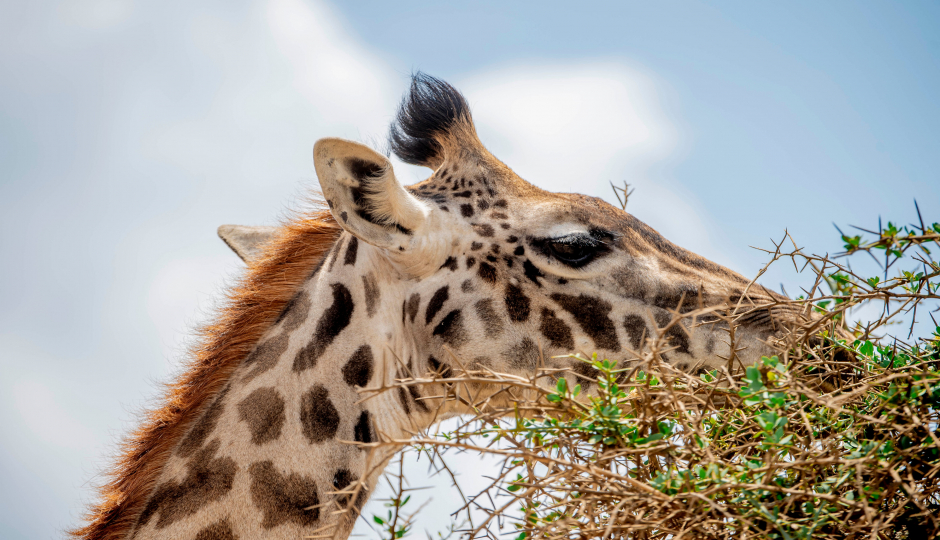 Camping Group Tour With Two Nights In Serengeti