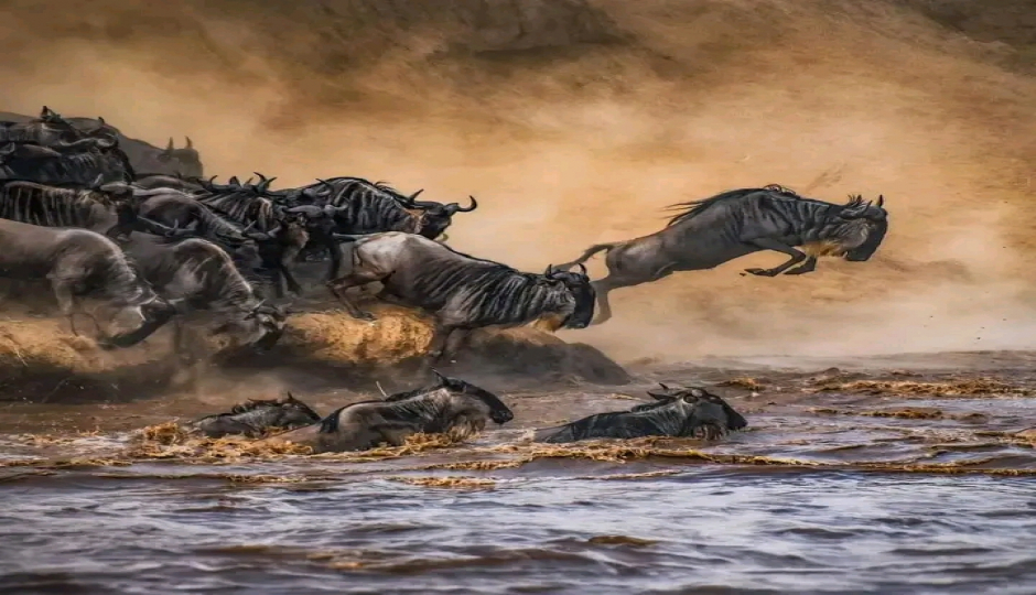 Slides Images for 6-Day Tanzania Safari: Ndutu Calving Season & Serengeti Migration