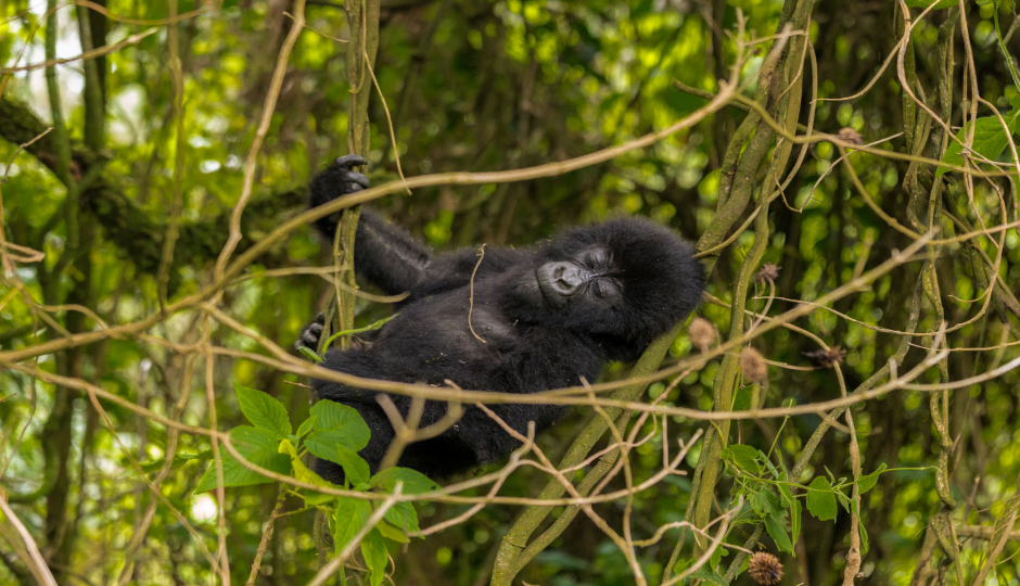Slides Images for 2 -day Uganda Gorilla Trek.