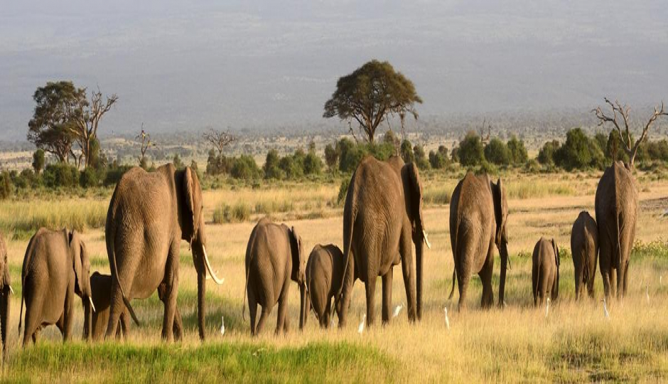 Wildebeest Migration Safari
