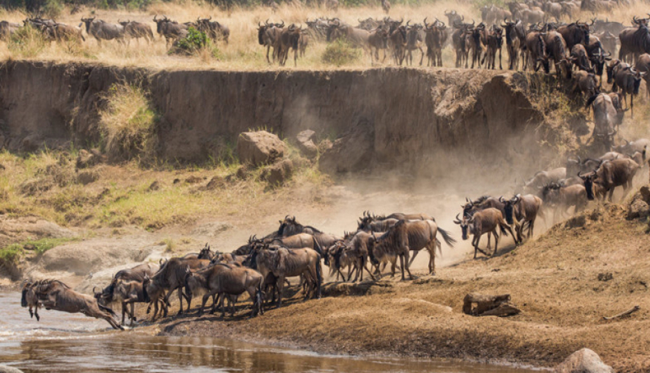 4-Day Great Migration-calving Season Serengeti Explorer