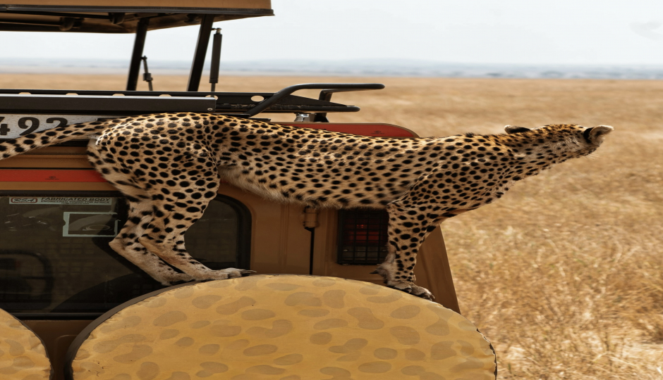 10 Days Tanzania Safari & Zanzibar Beach Holiday