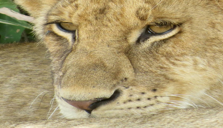 Slides Images for Amazing Safari Serengeti and Ngorongoro