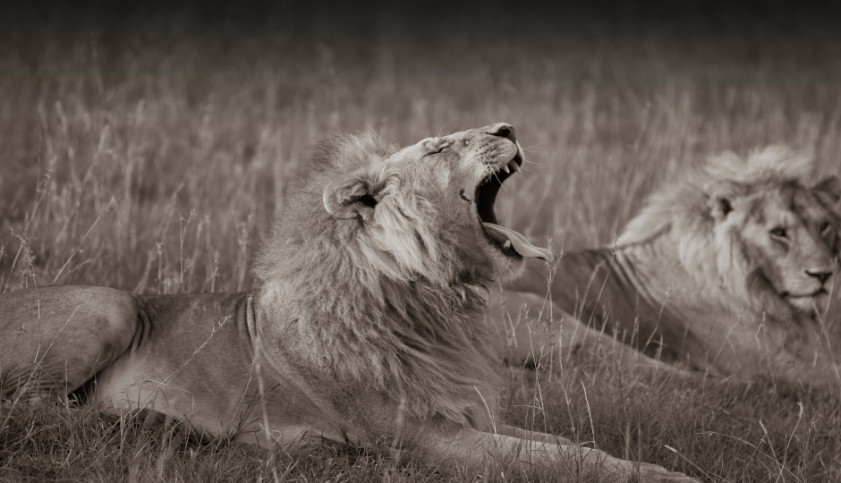 Slides Images for Safari From Zanzibar Tarangire And Ngorongoro Crater