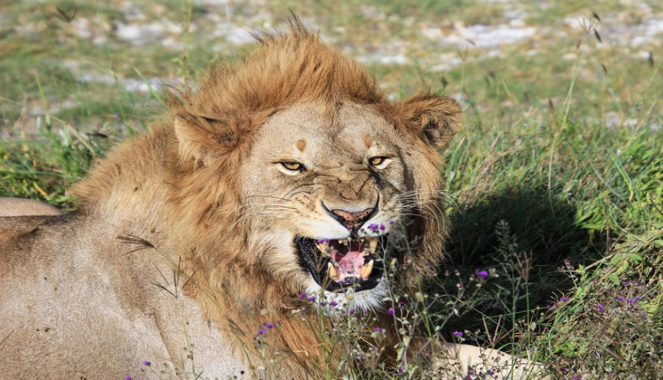 3 Days Tanzania Honeymoon Safari 2026-2027