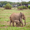 Logo Image - Magical East Africa Heritage Safaris